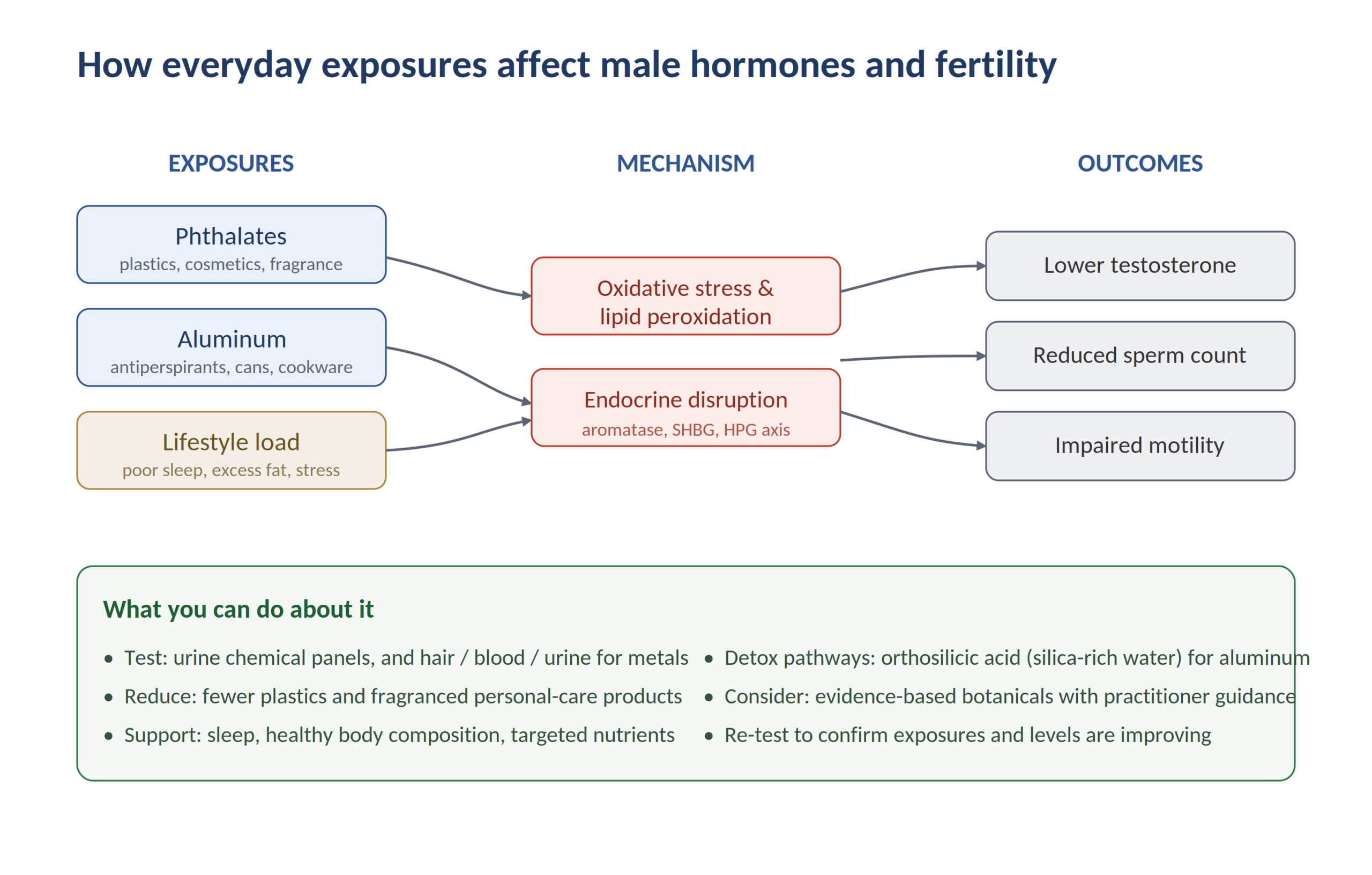 Male Fertility Decline: Chemical Causes and Fixes